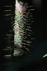 Calamus moti