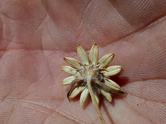 Sanvitalia fruticosa