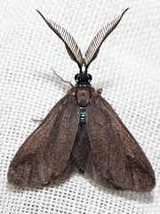 Pollanisus lithopastus