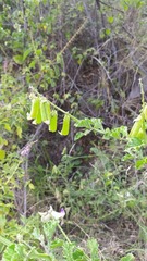 Crotalaria verrucosa
