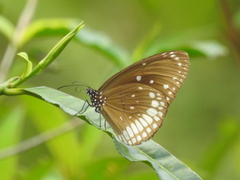 Euploea core core