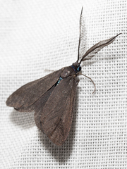 Pollanisus lithopastus