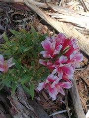 Alstroemeria aurea