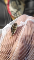 Chelonodontops patoca