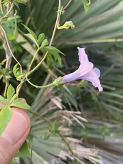 Ipomoea cairica cairica