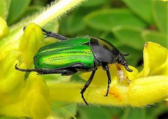 Leucocelis haemorrhoidalis