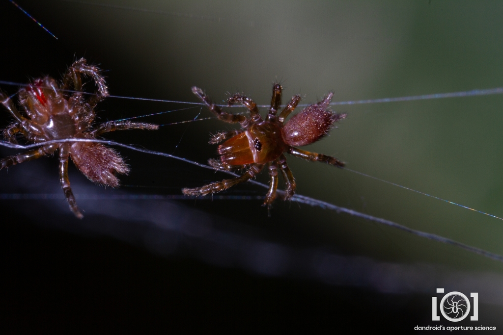 Abbot purseweb spider