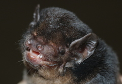 Chalinolobus gouldii