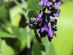 Xylocopa bombylans