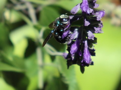 Xylocopa bombylans