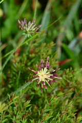 Chaerophyllum eriopodum