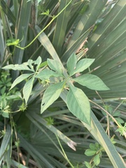 Ipomoea cairica cairica