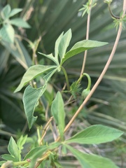 Ipomoea cairica cairica