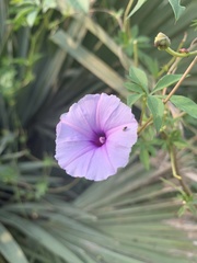 Ipomoea cairica cairica