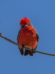 Pyrocephalus rubinus