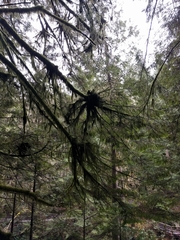 Arceuthobium tsugense