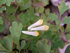 Pseudofumaria alba