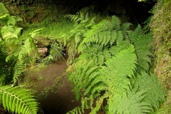 Dryopteris azorica