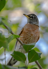 Turdus migratorius