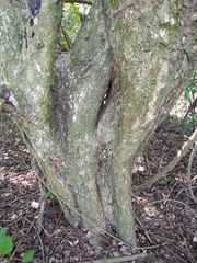 Trichilia havanensis