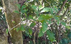 Trichilia havanensis