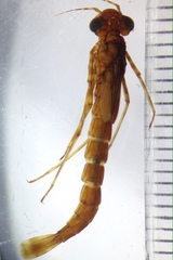 Episynlestes albicaudus