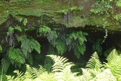 Dryopteris azorica