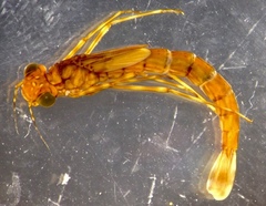 Episynlestes albicaudus