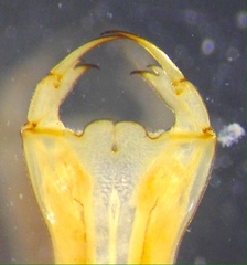 Episynlestes albicaudus