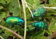 Diphucephala colaspidoides