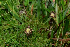 Chaerophyllum eriopodum