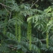 Pterocarya fraxinifolia - Photo (c) nathanoj06,  זכויות יוצרים חלקיות (CC BY-NC)