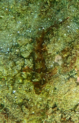 Heteroclinus