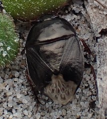 Macroscytus