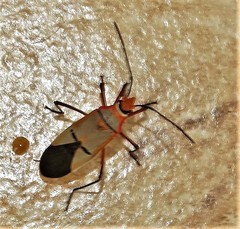 Dysdercus nigrofasciatus