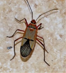 Dysdercus nigrofasciatus