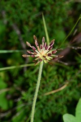 Chaerophyllum eriopodum
