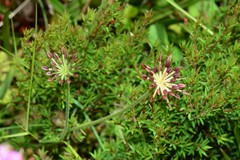 Chaerophyllum eriopodum