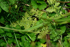 Chaerophyllum eriopodum