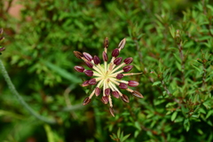 Chaerophyllum eriopodum