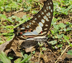 Graphium doson eleius