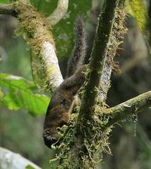 Sciurus pucheranii