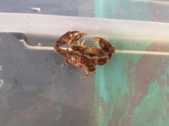 Heterocrypta granulata