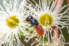 Pachyprosopis mirabilis