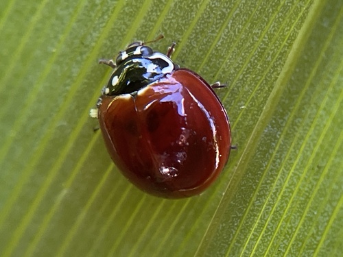 Spotless Lady Beetle photo 5