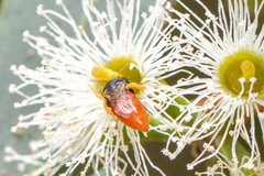Pachyprosopis mirabilis