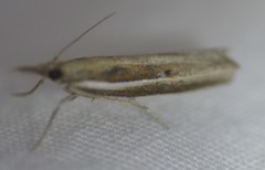 Fissicrambus quadrinotellus