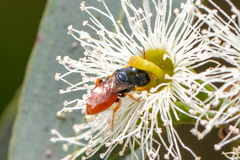 Pachyprosopis mirabilis