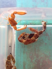 Heterocrypta granulata