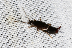 Spongiphoridae
